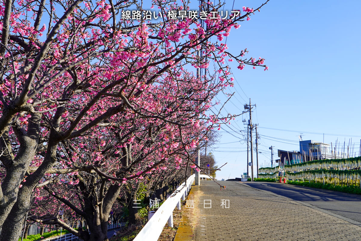 三浦海岸河津桜・開花状況（撮影日：2026.01.01）