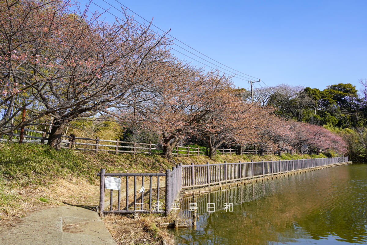 小松ヶ池公園・河津桜並木(咲きはじめ)(撮影日:2026.01.30)