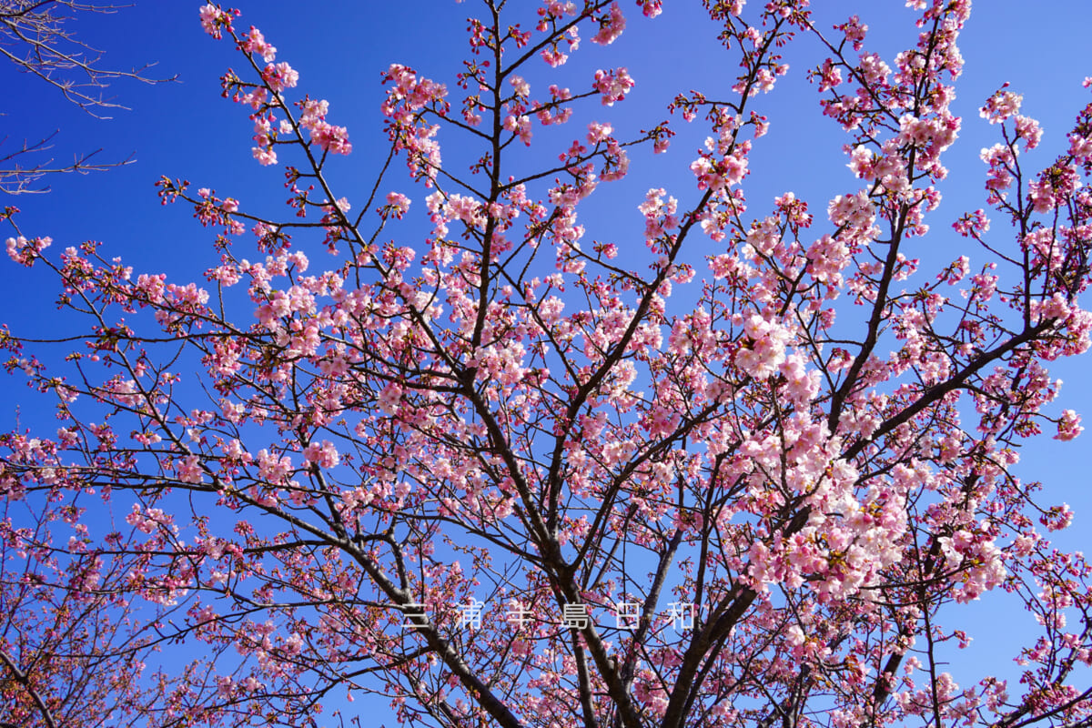 県立観音崎公園-花の広場・先行して七分咲きほどまで開花が進んだ河津桜（撮影日：2026.01.30）