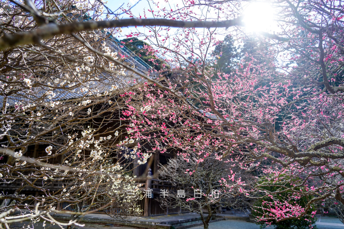 妙本寺・祖師堂横の白梅と紅梅(撮影日:2026.01.22)