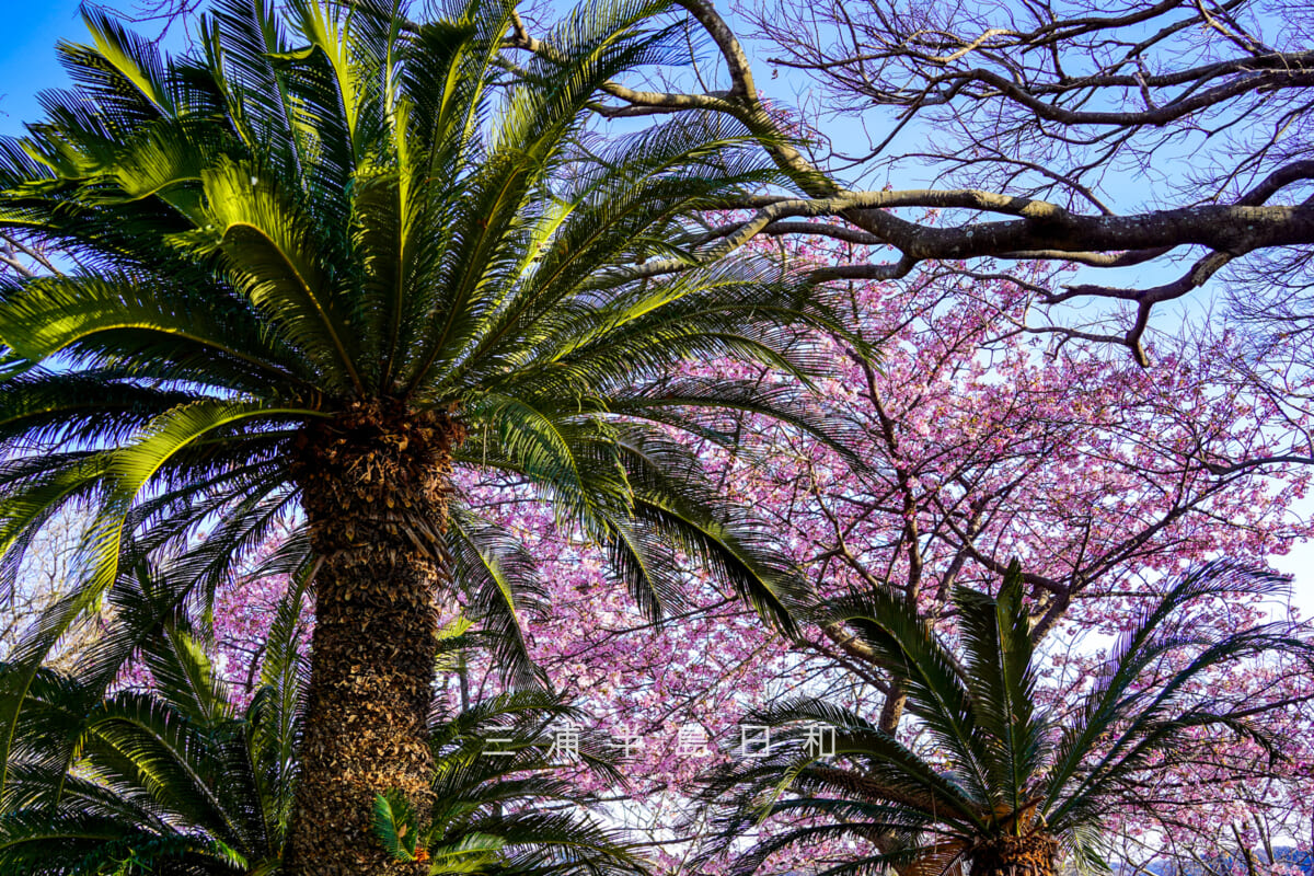 大崎公園・ソテツ越しの河津桜（撮影日：2026.01.30）