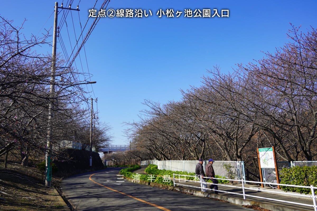 三浦海岸河津桜・開花状況(撮影日:2026.01.16)