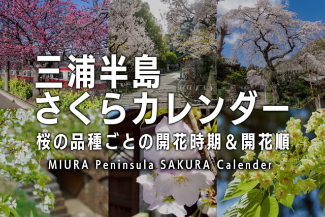 三浦半島さくらカレンダー