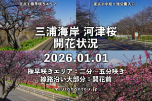 三浦海岸河津桜・開花状況（撮影日：2026.01.01）