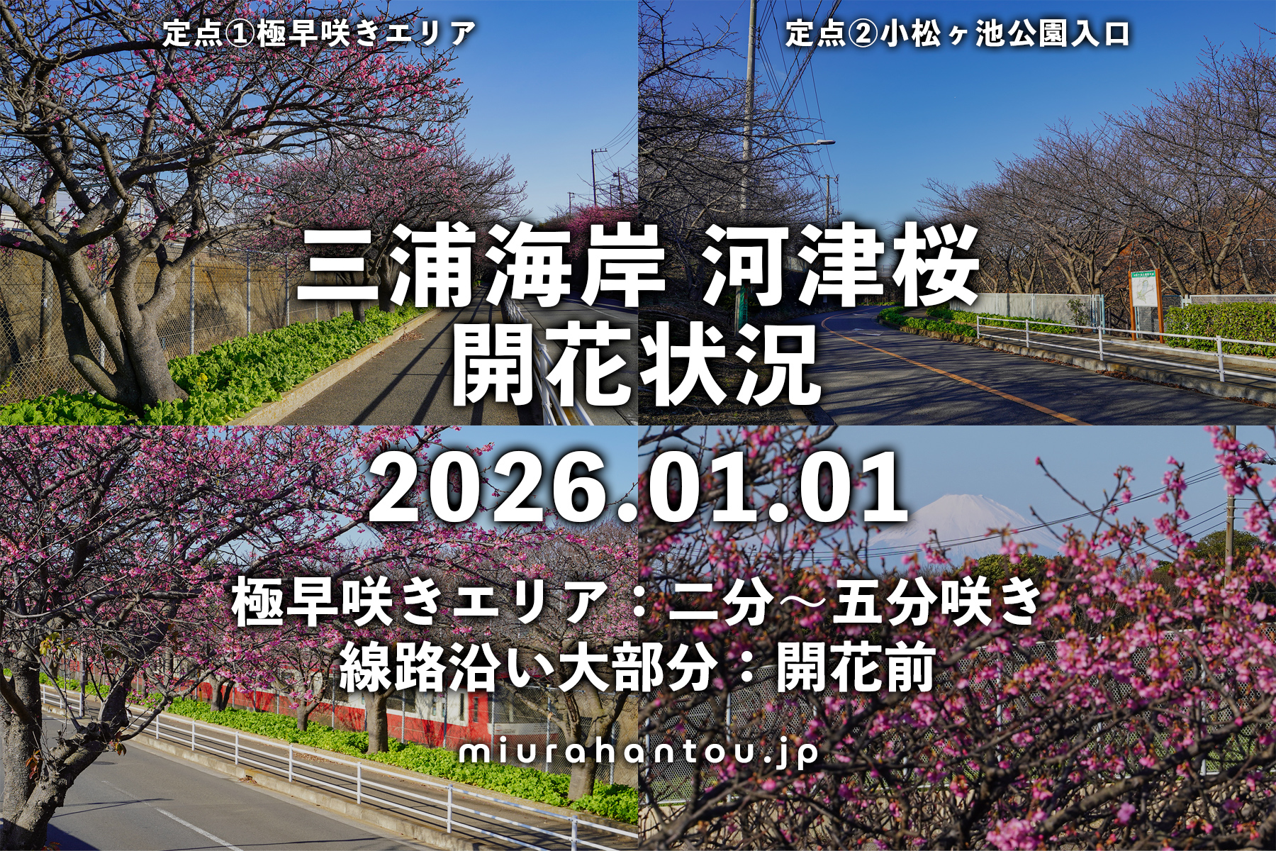 三浦海岸河津桜・開花状況（撮影日：2026.01.01）