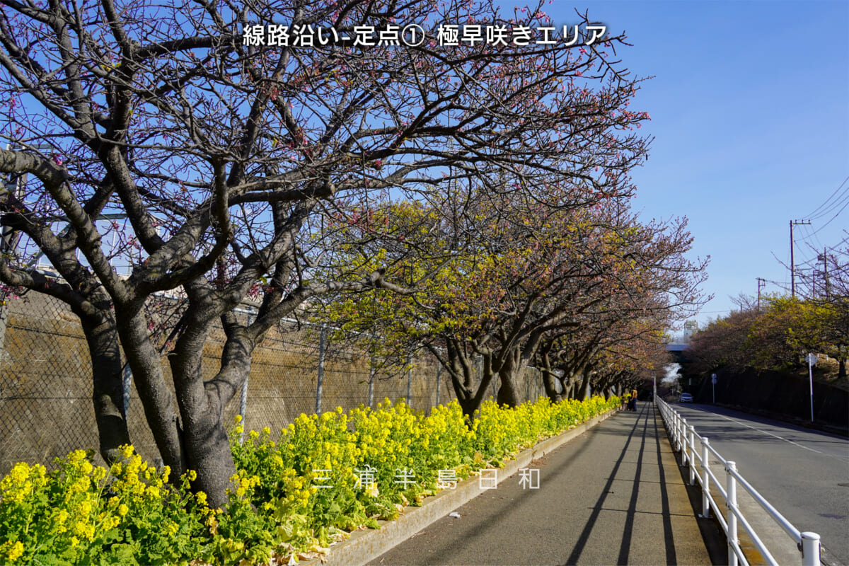 三浦海岸河津桜・開花状況（撮影日：2026.01.30）