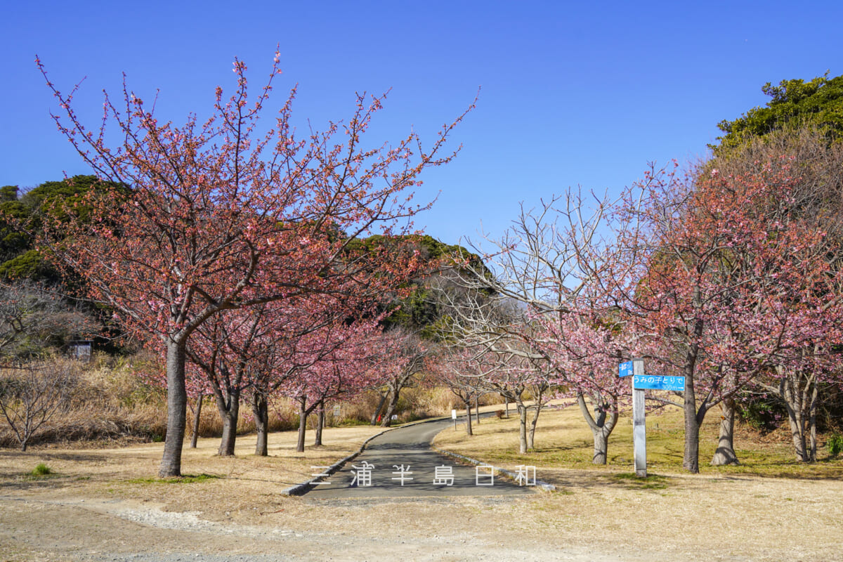 県立観音崎公園-花の広場・森のロッジ方面に続く園路沿いの河津桜（撮影日：2026.01.30）