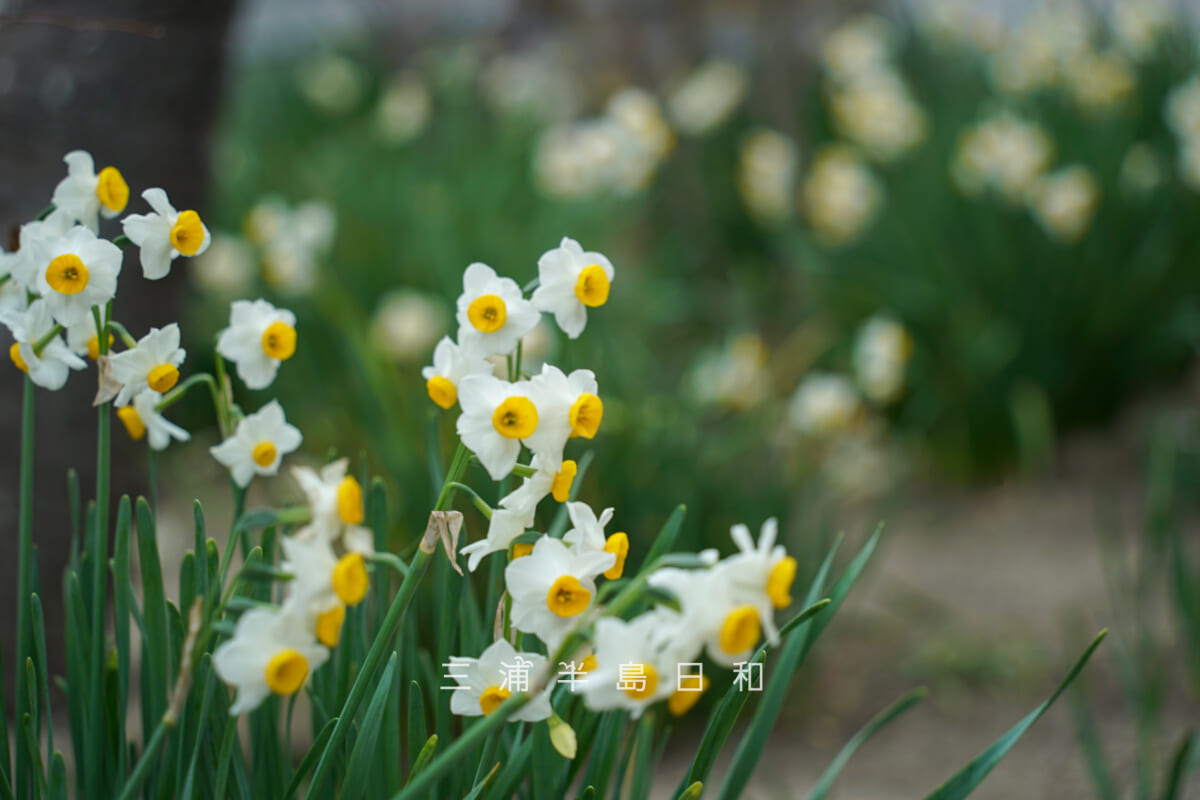 来迎寺(西御門)・水仙(撮影日:2024.02.02)