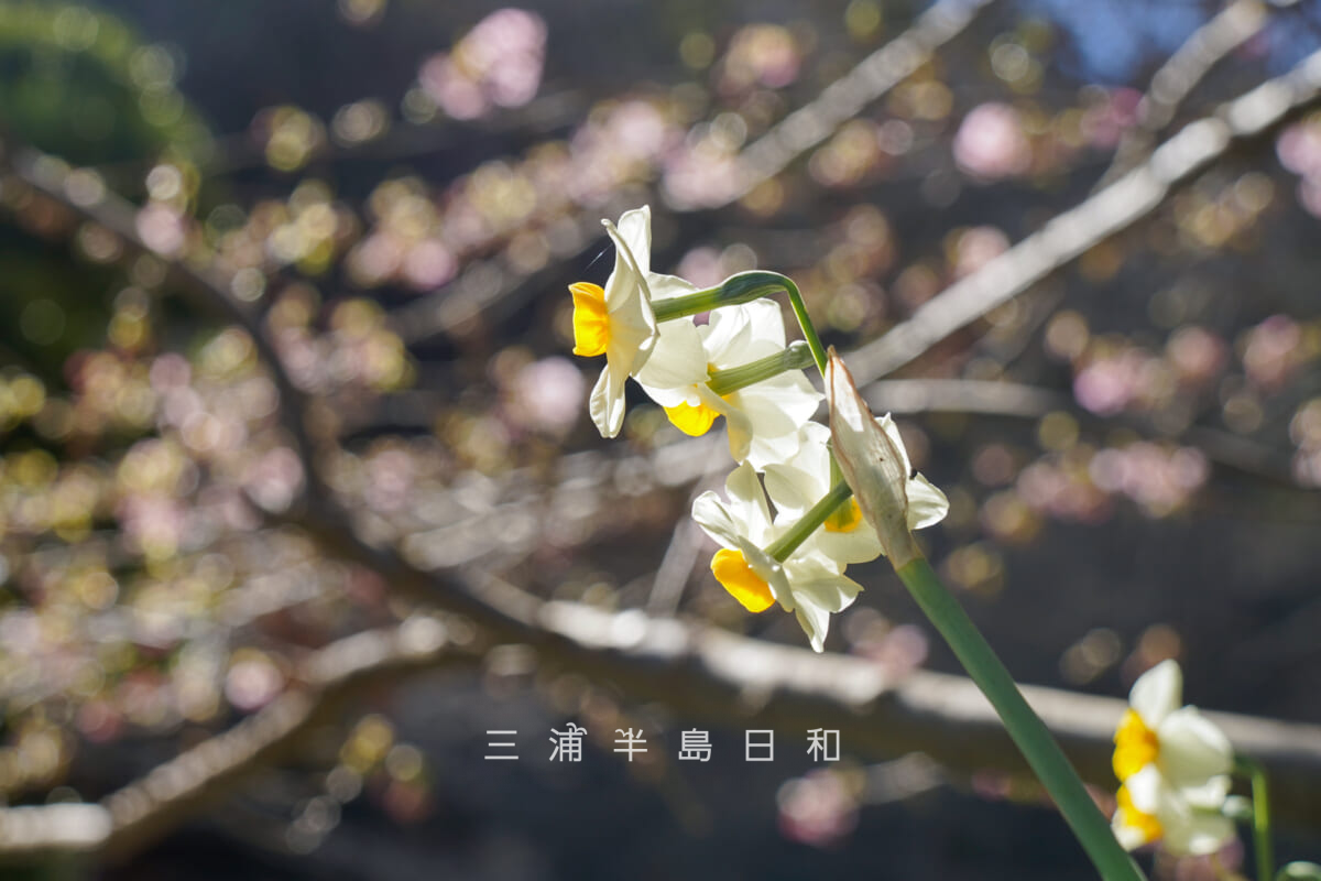 妙本寺・河津桜下の水仙(撮影日:2026.01.22)