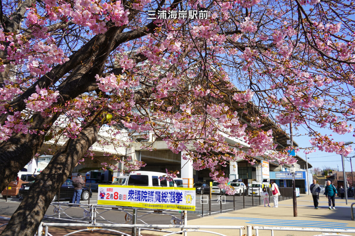 三浦海岸駅前広場の河津桜・開花状況（撮影日：2026.01.30）