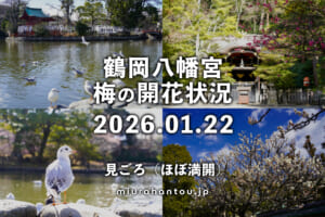 鶴岡八幡宮の梅・開花状況（撮影日：2026.01.22）