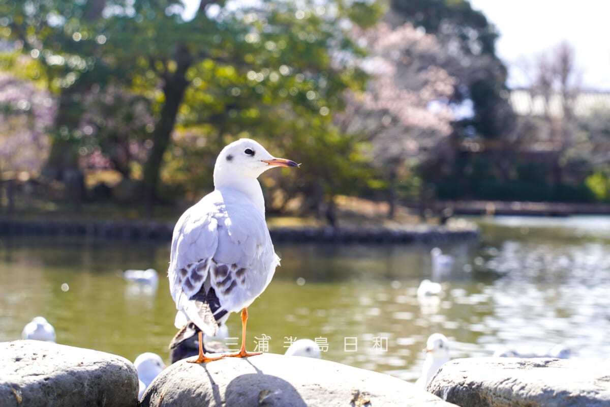 鶴岡八幡宮・源氏池のほとりにたたずむ白い鳩（撮影日：2026.01.22）