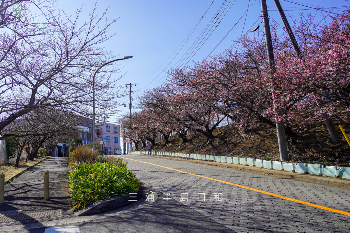 三崎口駅横坂道上部の桜並木・咲きはじめの河津桜(撮影日:2026.01.30)