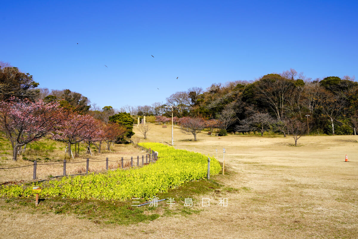 県立観音崎公園-花の広場・菜の花畑下より丘の上方面を望む（撮影日：2026.01.30）