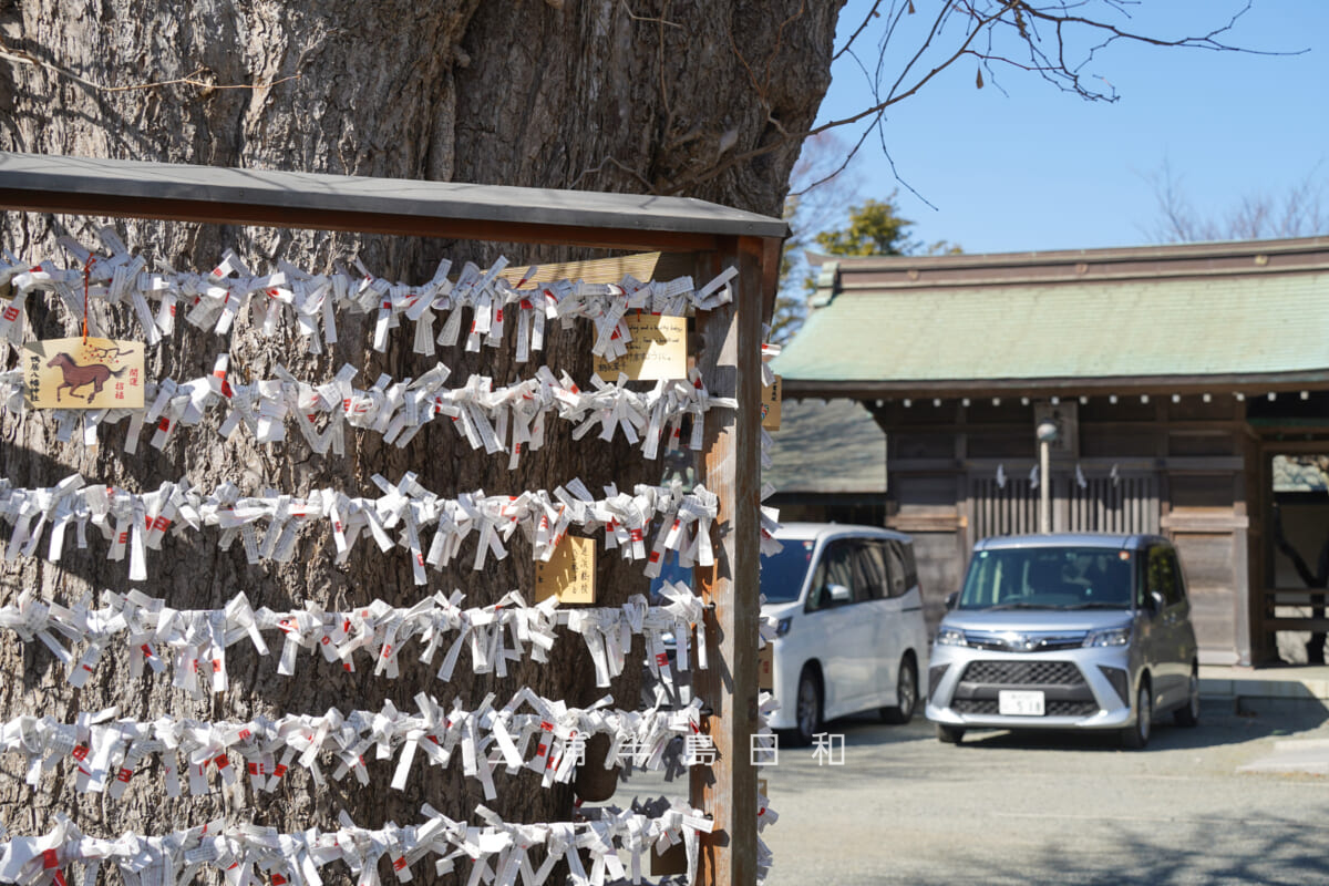 鴨居八幡神社・無数のおみくじが結ばれた御神木と天満社遠望(撮影日:2026.01.30)