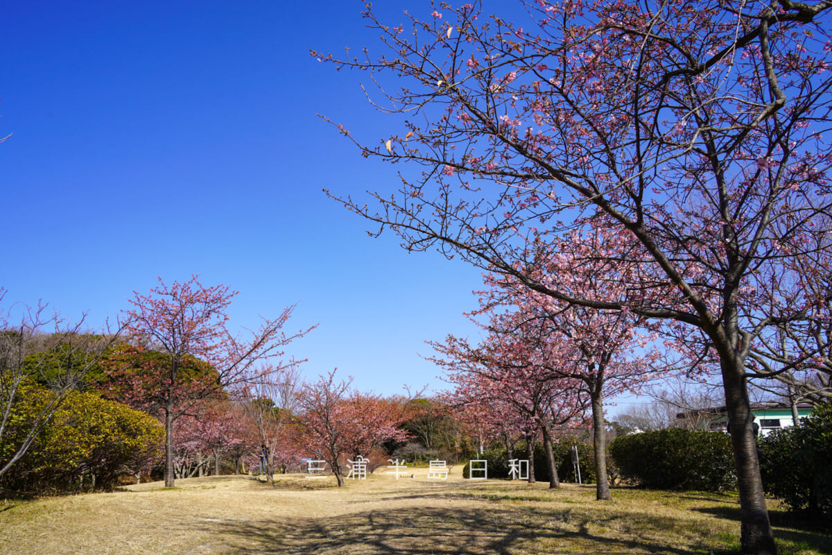 県立観音崎公園-花の広場・鴨居3丁目住宅地側入口付近の河津桜（撮影日：2026.01.30）