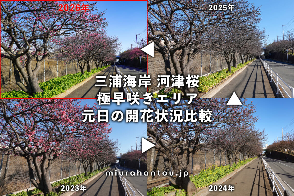 三浦海岸河津桜・2023-2026元日の開花比較（撮影日：2026.01.01）