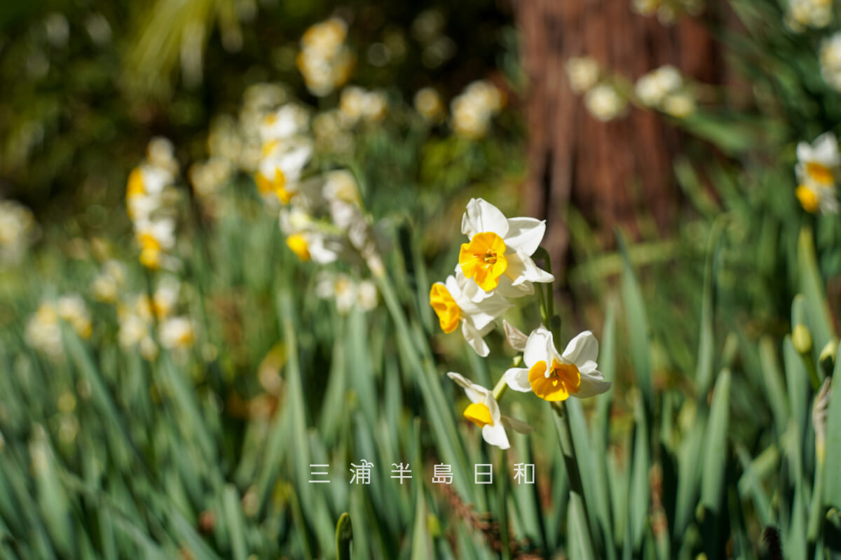 妙本寺・水仙（撮影日：2026.01.22）