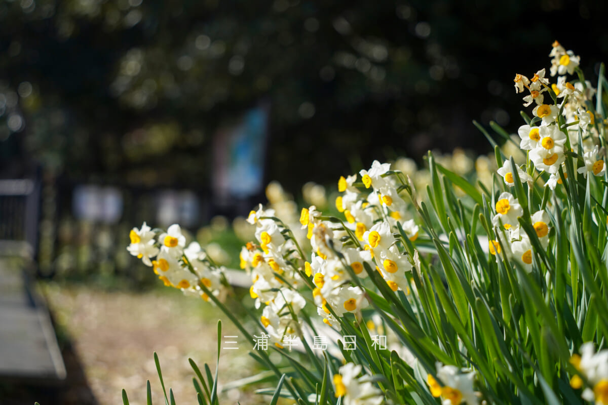 小松ヶ池公園・水仙(撮影日:2026.01.30)