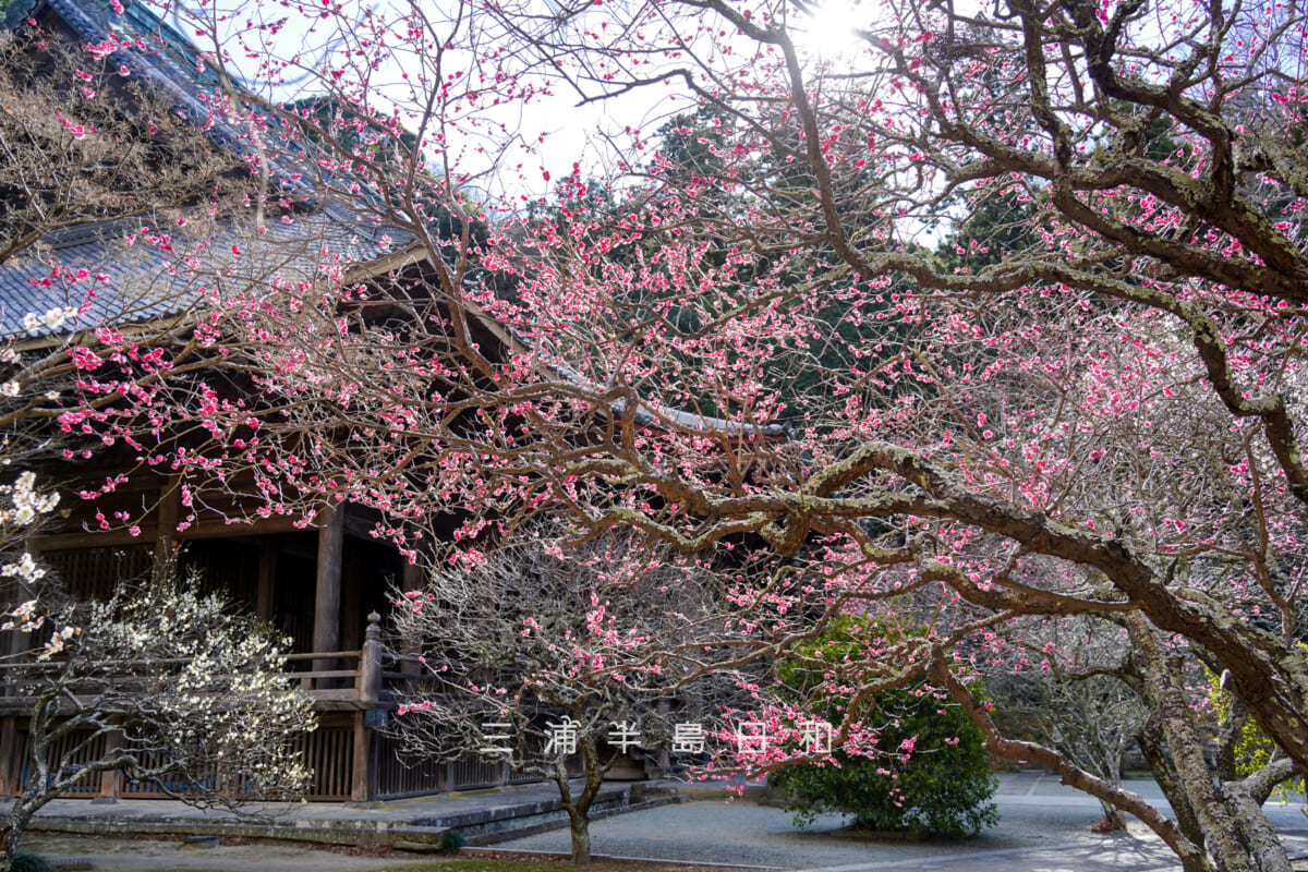 妙本寺・祖師堂横の紅梅（撮影日：2026.01.22）
