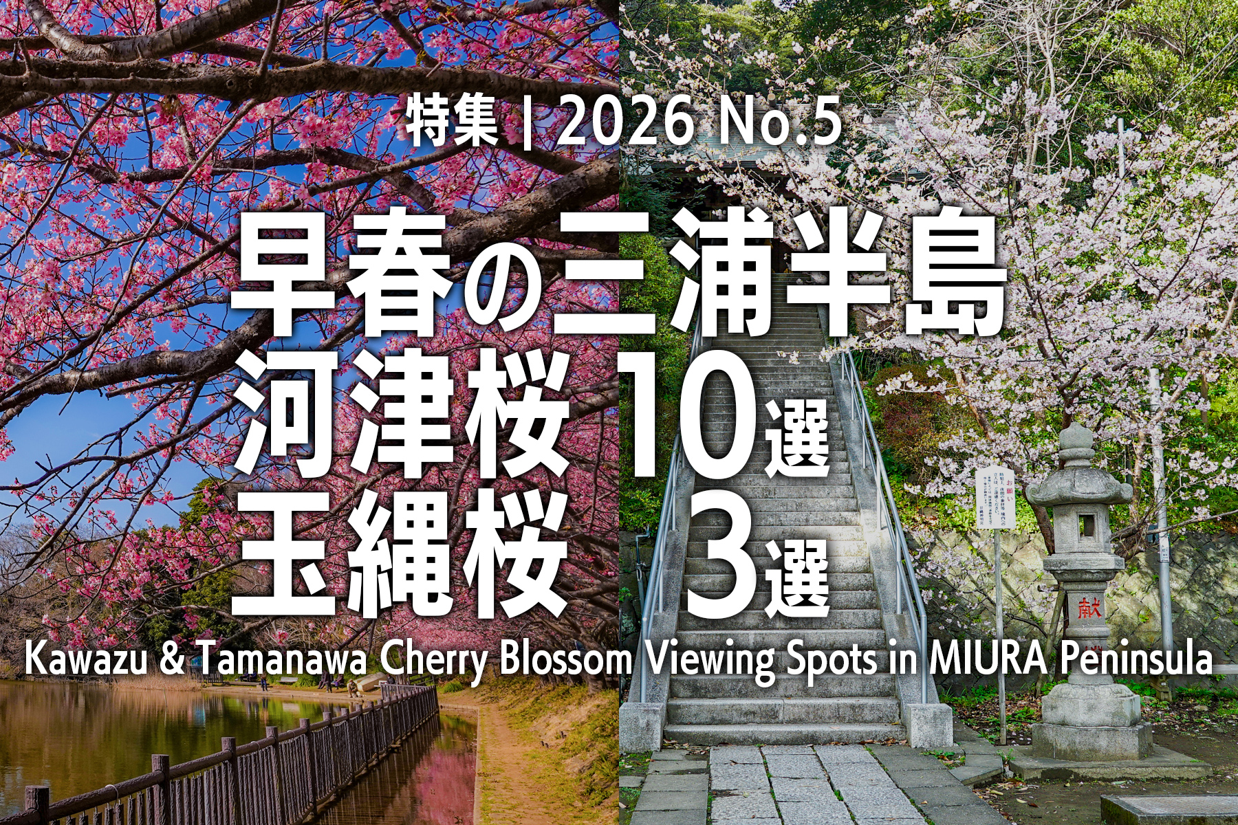 【2026 No.5】特集 | 三浦半島河津桜＆玉縄桜おすすめスポット