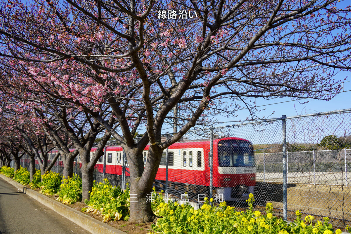 三浦海岸河津桜・開花状況（撮影日：2026.01.30）