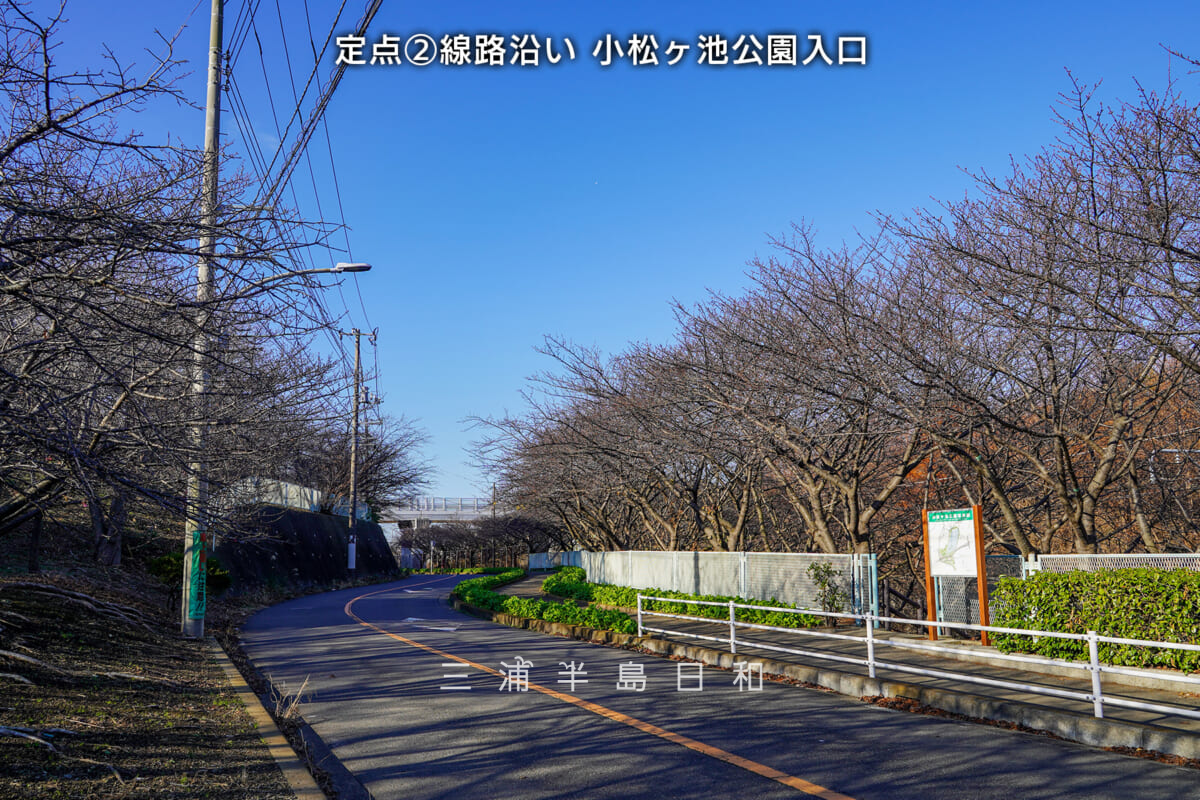 三浦海岸河津桜・開花状況（撮影日：2026.01.01）