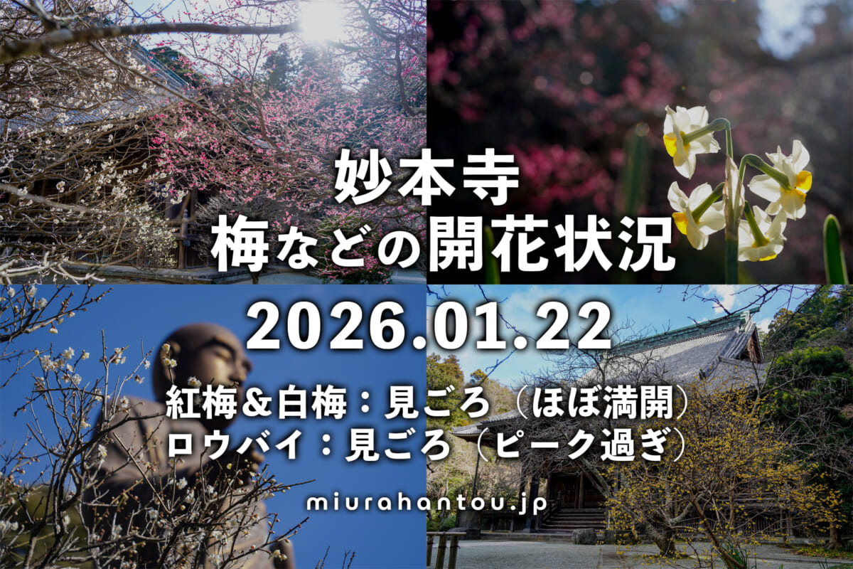 妙本寺の梅など・開花状況（撮影日：2026.01.22）