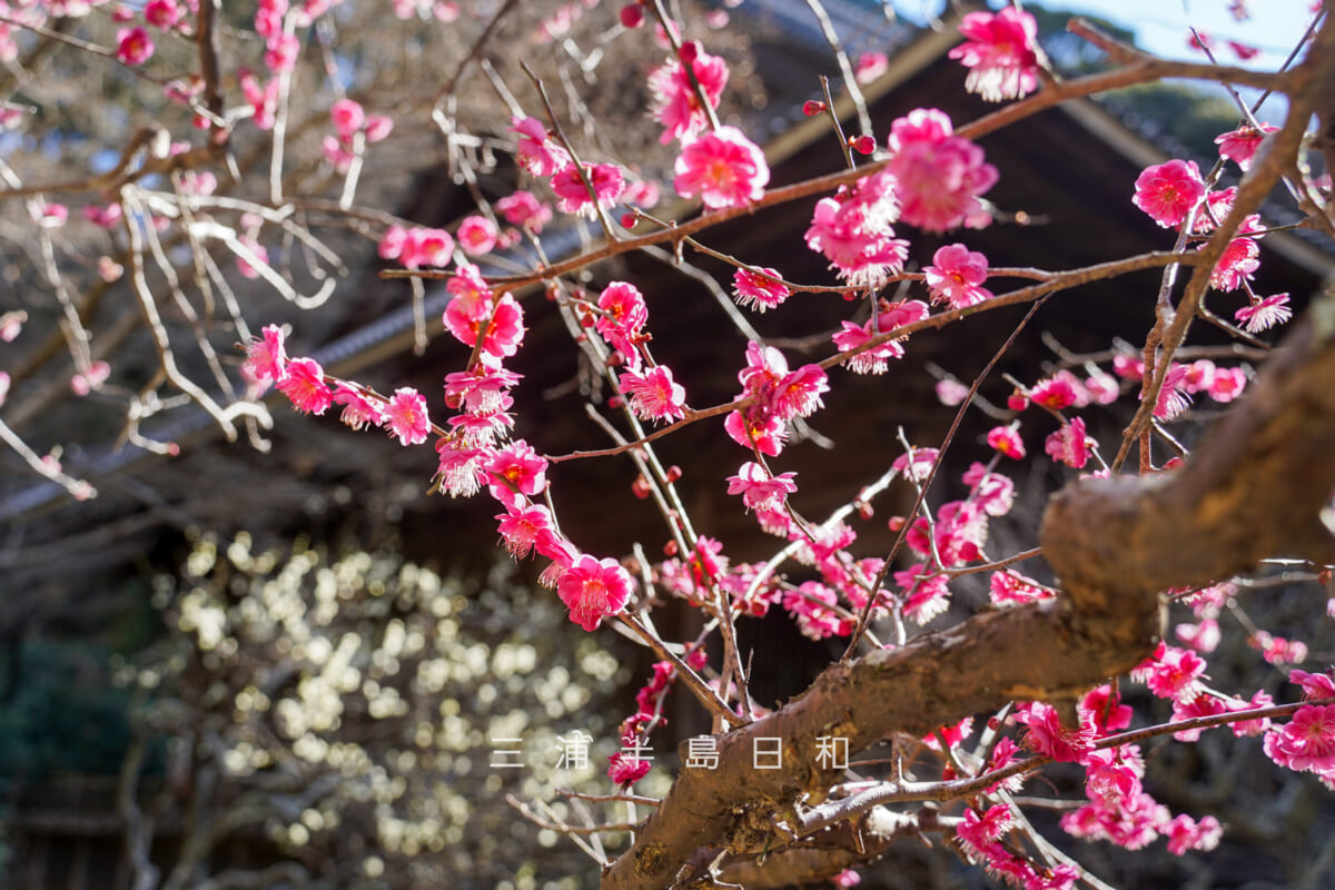 妙本寺・祖師堂横の紅梅[アップ]（撮影日：2026.01.22）
