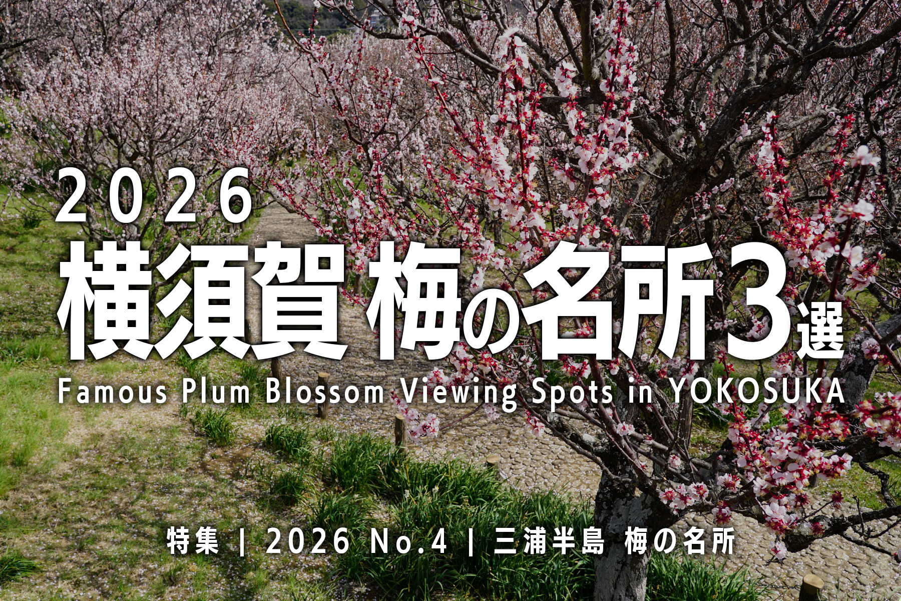 【2026 No.4】特集 | 横須賀梅の名所