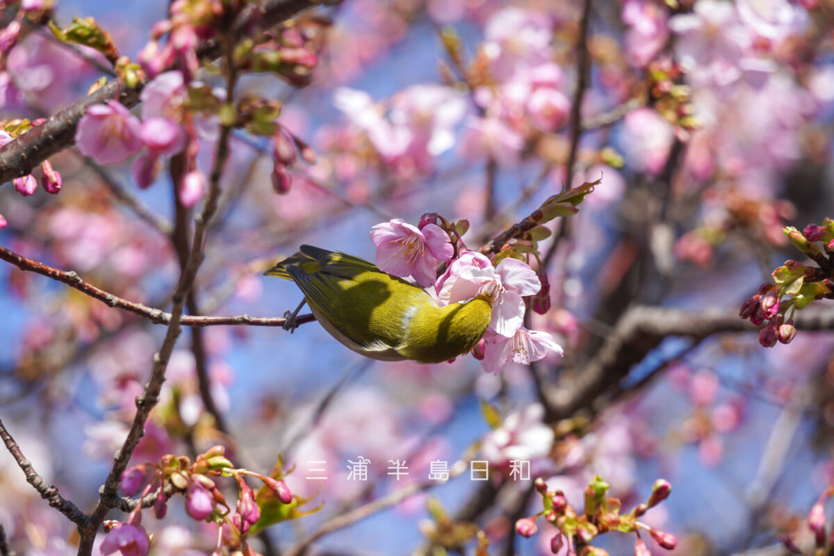 三崎口駅裏の桜並木・咲きはじめの河津桜(撮影日:2026.01.30)