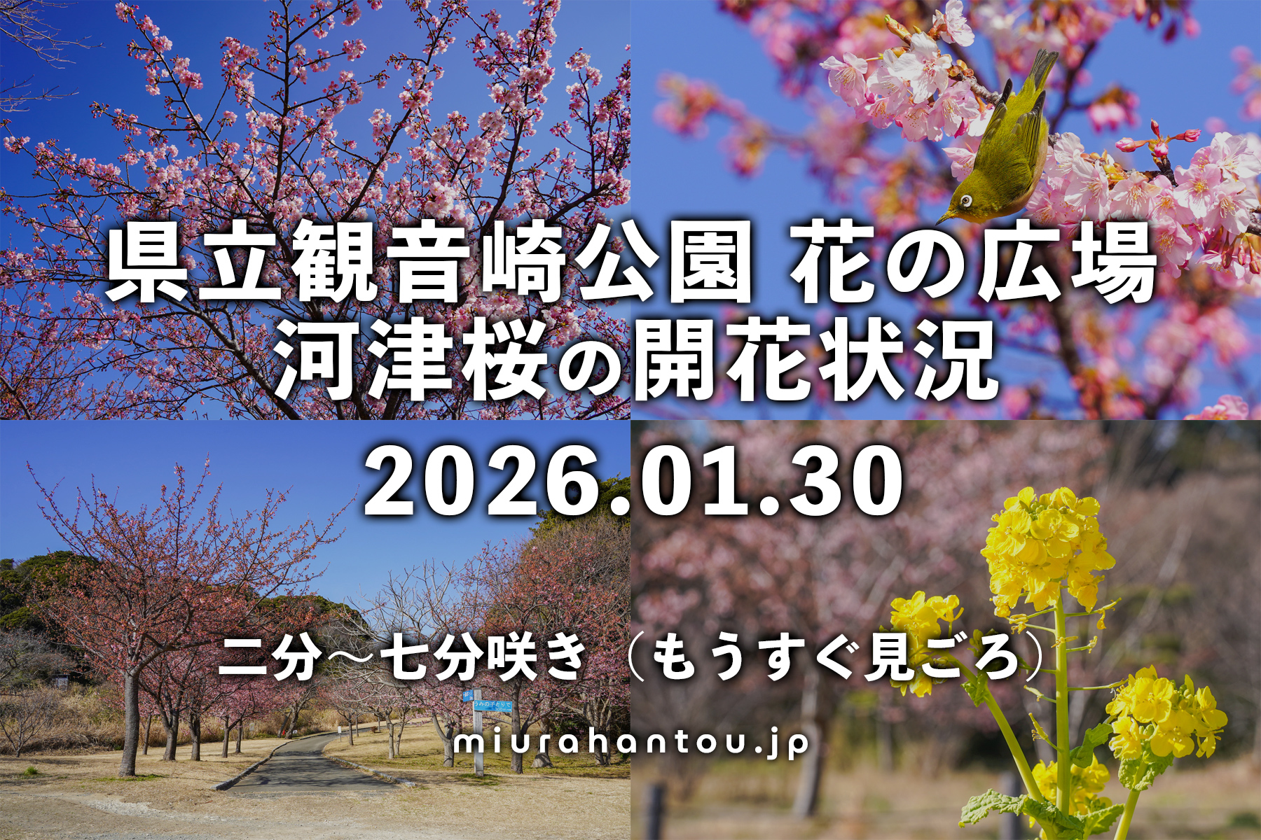 県立観音崎公園-花の広場の河津桜・開花状況（撮影日：2026.01.30）