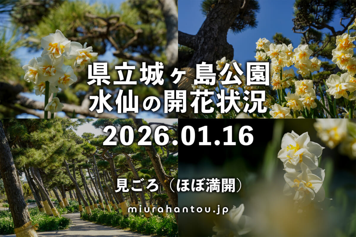 県立城ヶ島公園の水仙・開花状況（撮影日：2026.01.16）
