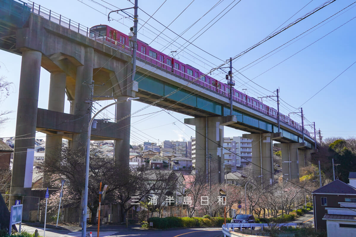 三崎口京急線大ガード・河津桜咲きはじめ(撮影日:2026.01.30)