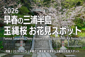 2026早春の三浦半島 玉縄桜お花見スポット3+1選