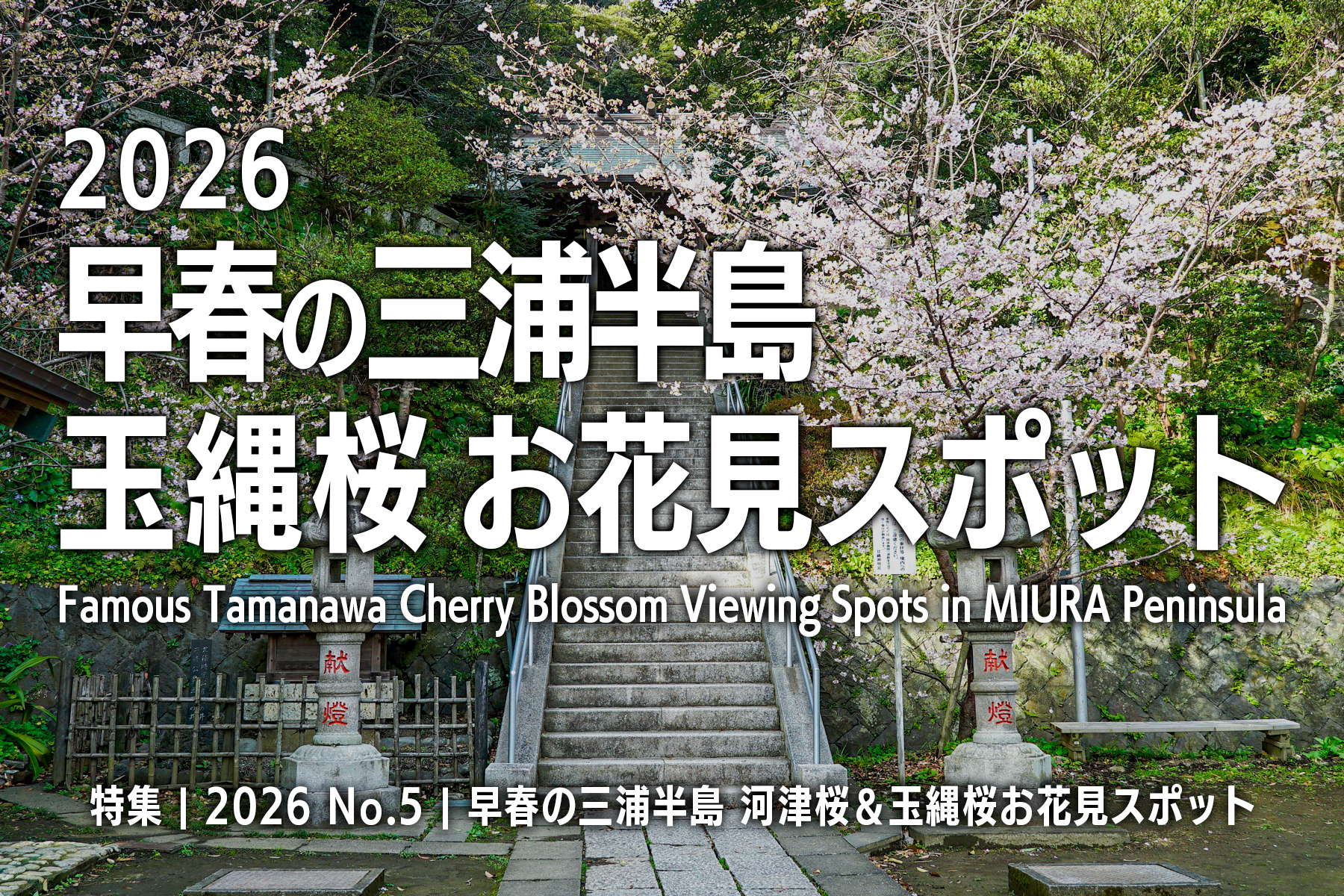 【2026 No.5】特集 | 三浦半島玉縄桜おすすめスポット