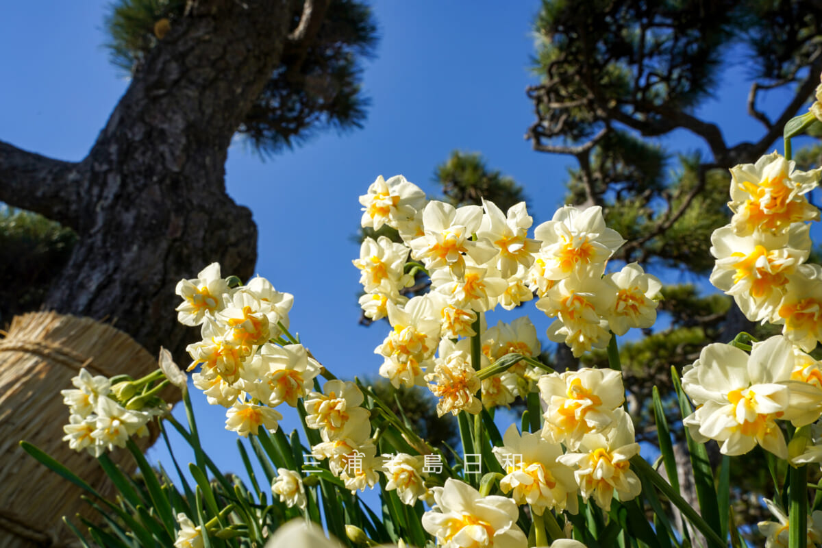 県立城ヶ島公園・松林の中の水仙を見上げる（撮影日：2026.01.16）
