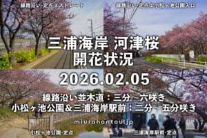 三浦海岸河津桜・開花状況（撮影日：2026.02.05）
