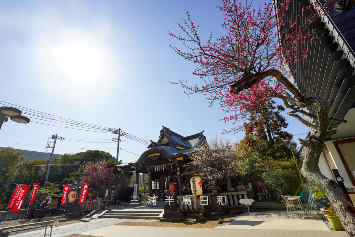 久里浜天神社・紅白の梅が咲きほこる初春の境内（撮影日：2026.02.10）
