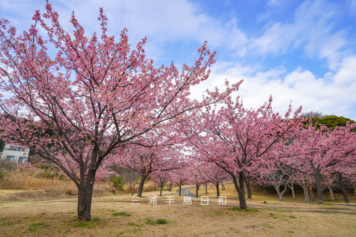 県立観音崎公園-花の広場・鴨居3丁目住宅地側の河津桜(撮影日:2026.02.13)