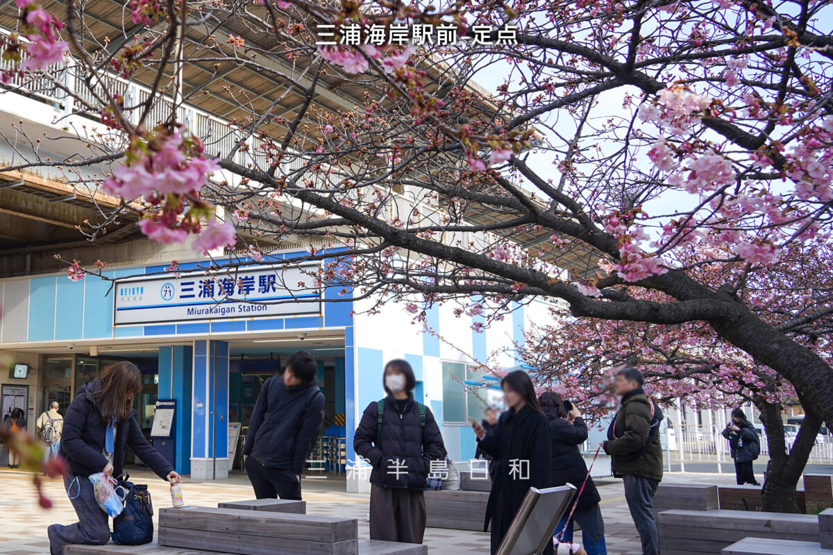 三浦海岸駅前広場の河津桜・開花状況（撮影日：2026.02.05）