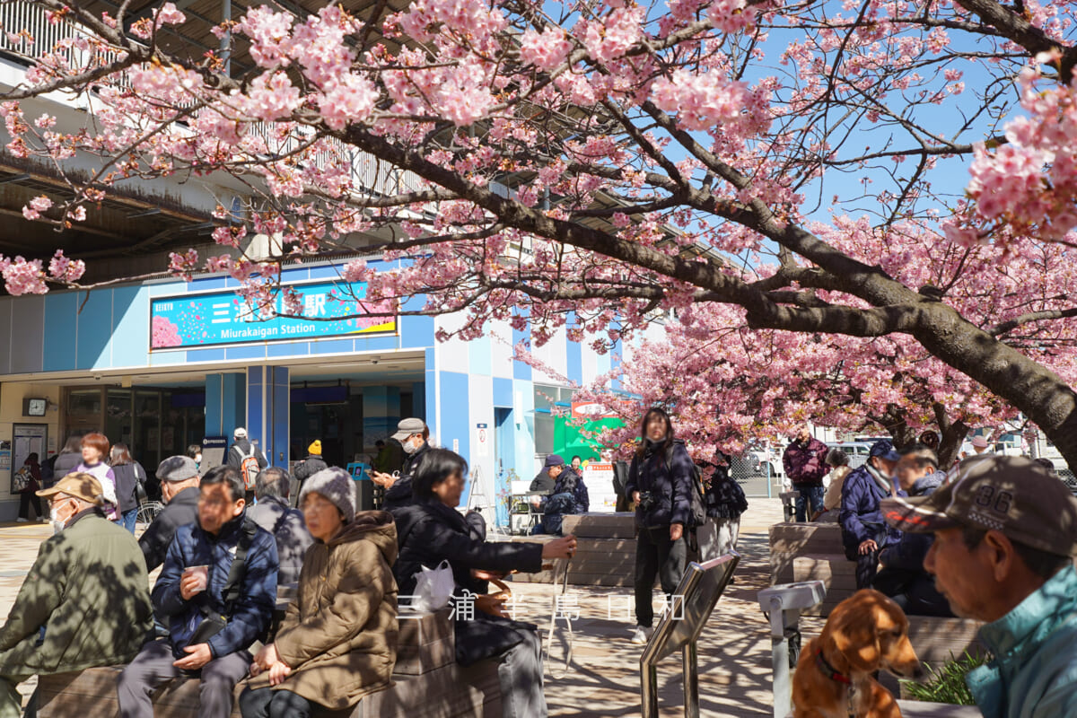 三浦海岸駅前広場の河津桜・開花状況（撮影日：2026.02.19）