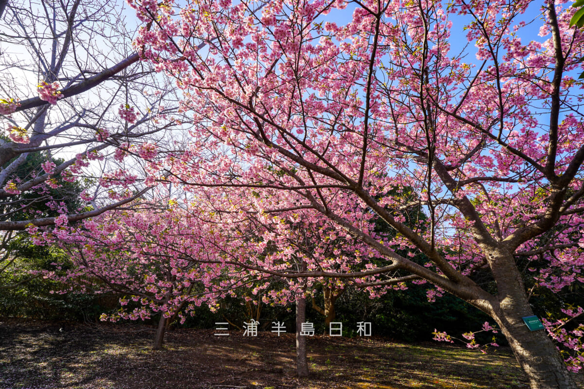 横須賀美術館-海の広場・河津桜(撮影日:2026.02.19)