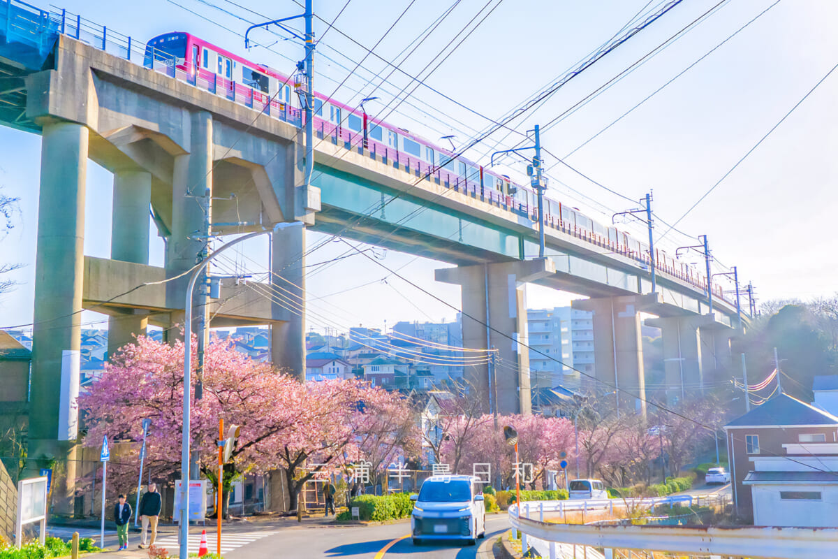 三崎口京急線大ガード下河津桜並木&京急新1000形(撮影日:2026.02.15)
