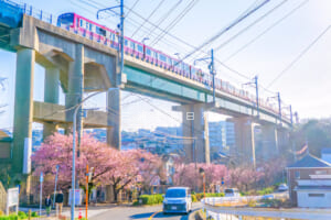 三崎口京急線大ガード下河津桜並木＆京急新1000形（撮影日：2026.02.15）