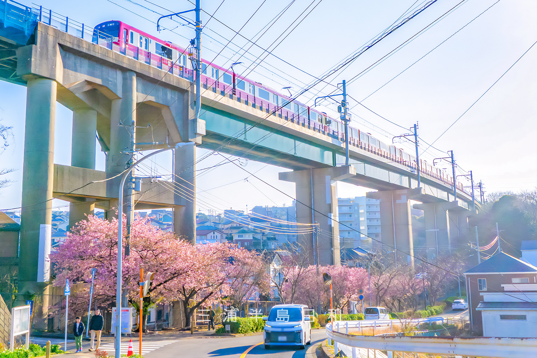 三崎口京急線大ガード下河津桜並木＆京急新1000形（撮影日：2026.02.15）