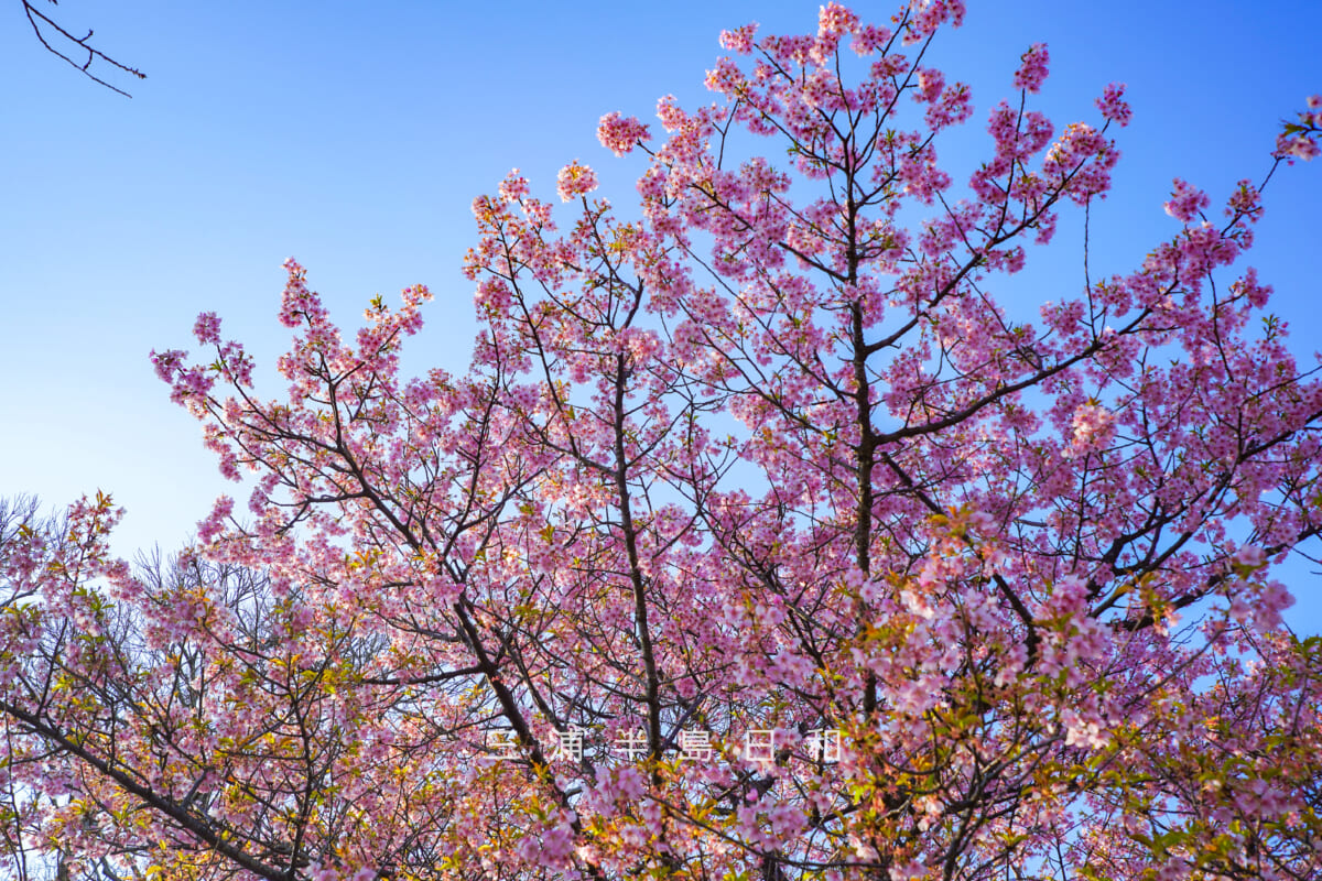 大崎公園・満開過ぎの河津桜を見上げる(撮影日:2026.02.13)