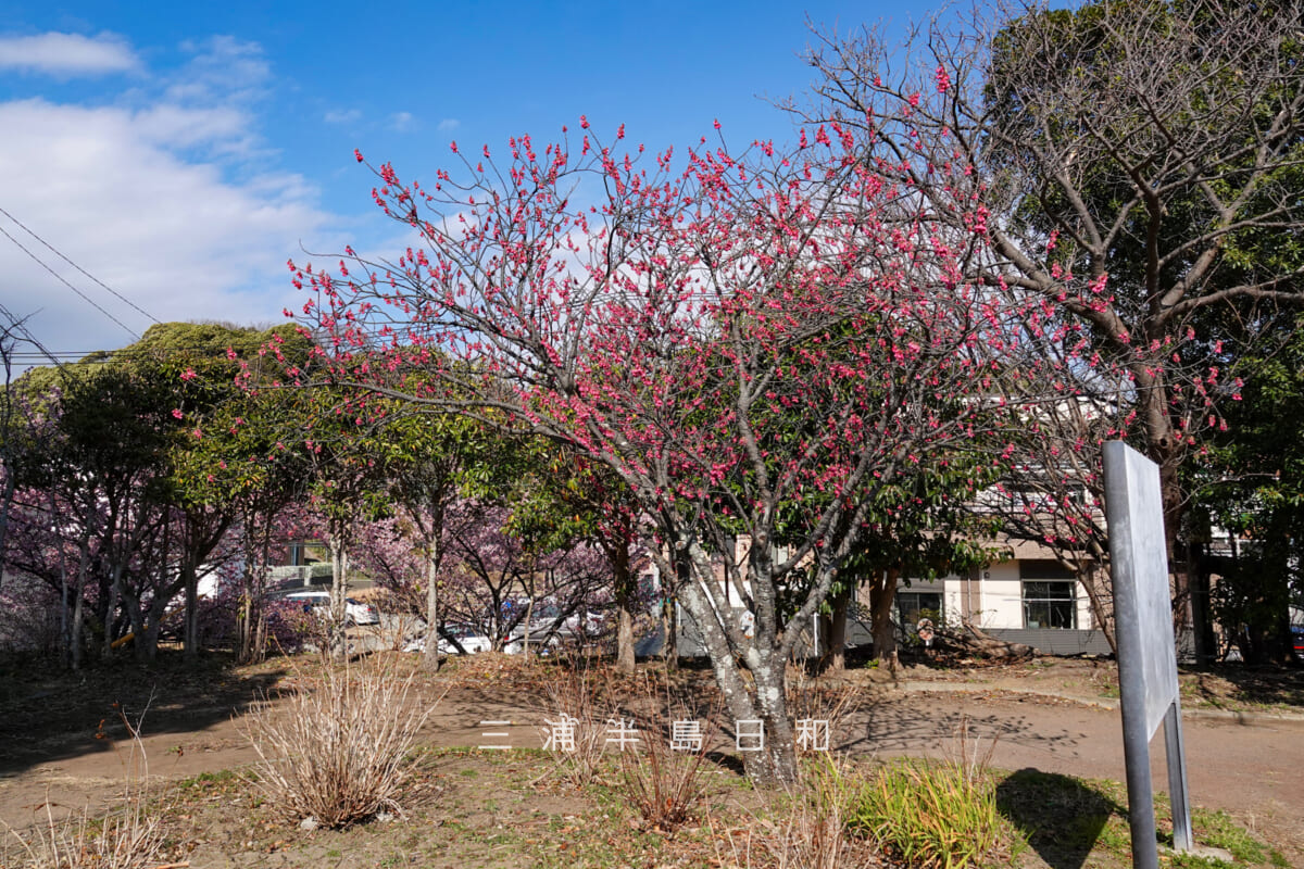 沓形公園・満開のカンヒザクラ(撮影日:2026.02.22)