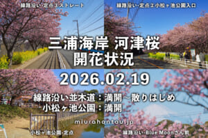 三浦海岸河津桜・開花状況（撮影日：2026.02.19）
