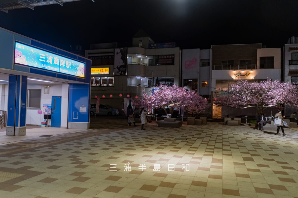 三浦海岸駅前広場の河津桜・桜デザインの駅名看板と夜桜（撮影日：2026.02.19）